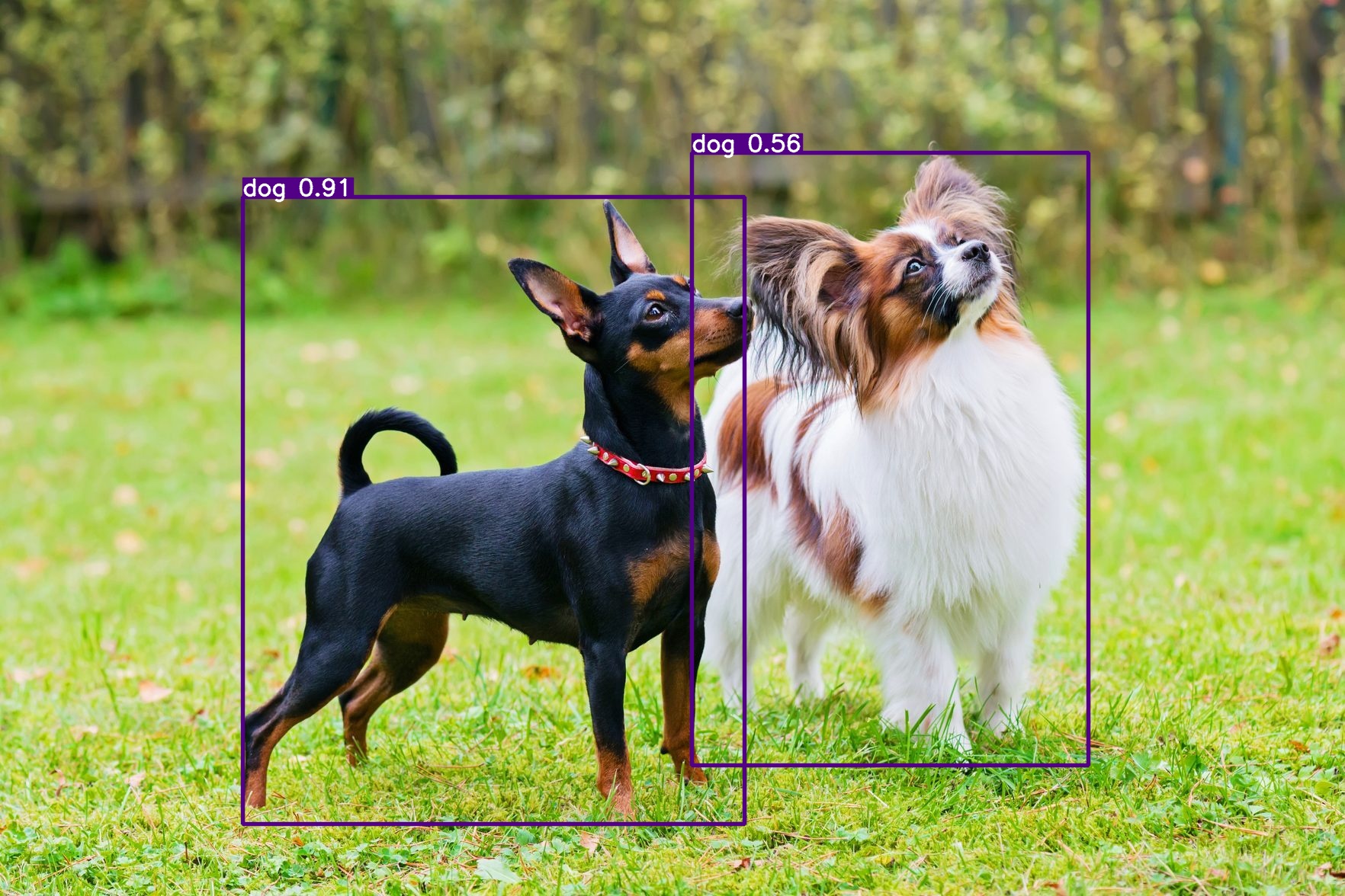 yolov8 object detection of dogs